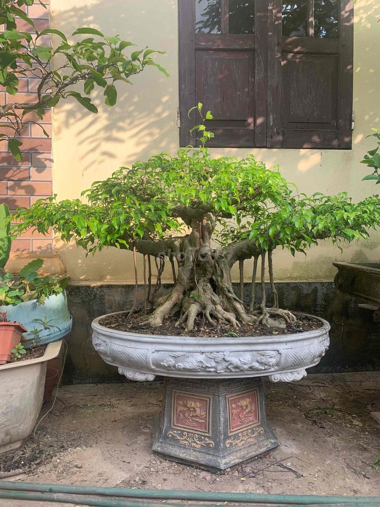 Cây cảnh Xanh quê 60cm. Mua bán Cây cảnh, đồ trang trí tại Huyện Tiên Lãng Hải Phòng được đăng bởi Lê Đức toản  hình 1