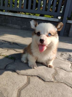 Chó Corgi cute có mắt 2 màu