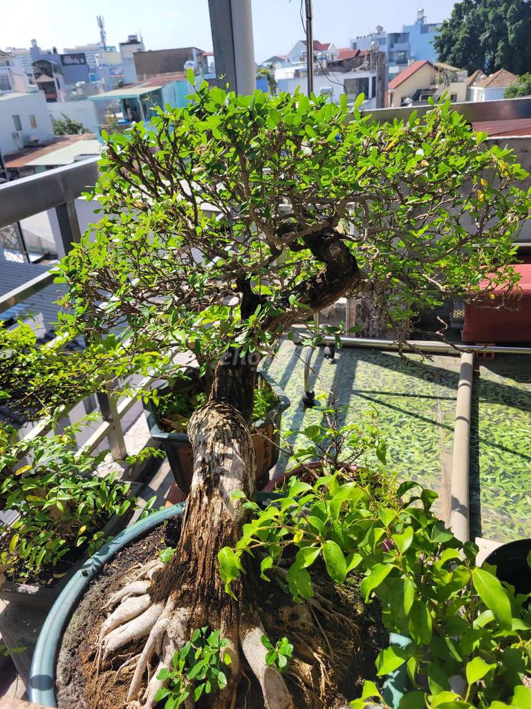 Bonsai linh sam sông hinh