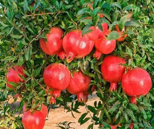 Cây Lựu ❤️bông đỏ❤️, trái đỏ❤️. Mua bán Cây cảnh, đồ trang trí tại Huyện Hóc Môn Tp Hồ Chí Minh được đăng bởi Tô Kem  hình 1