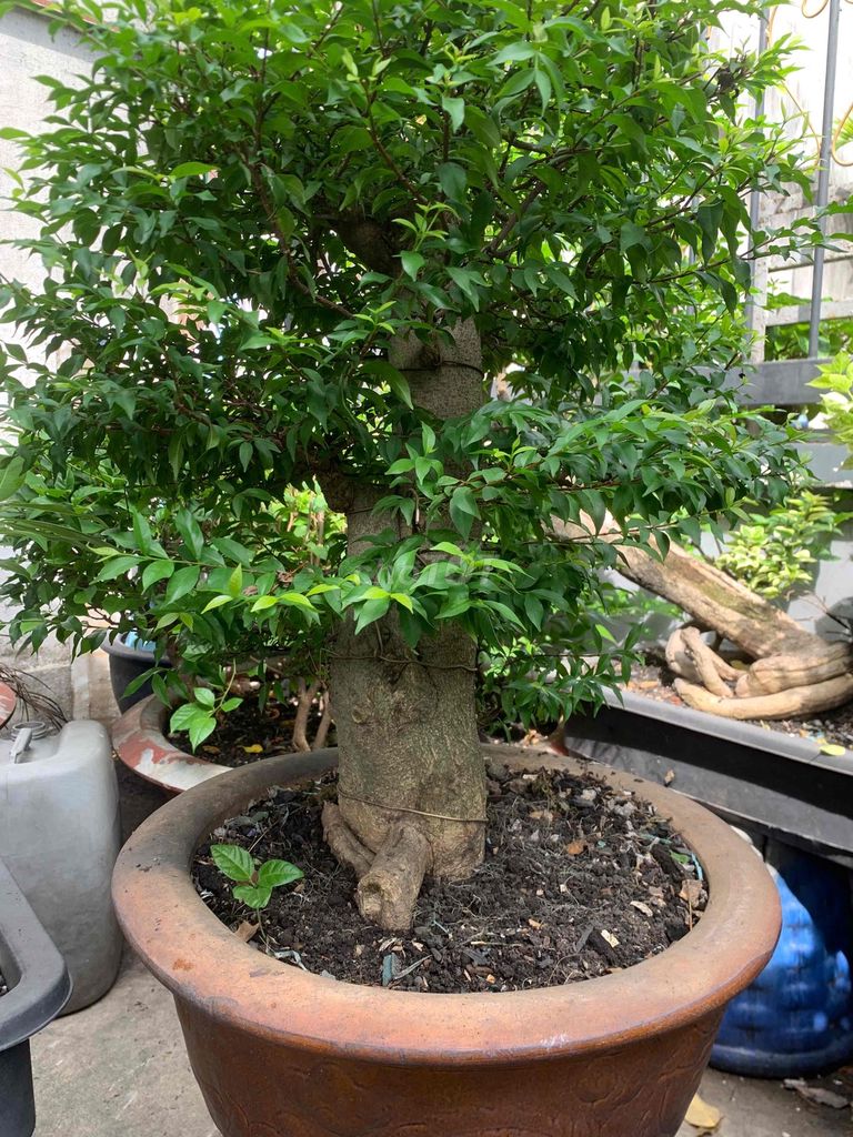 Cây cảnh Mai Chiếu Thủy ghép bonsai. Mua bán Cây cảnh, đồ trang trí tại Huyện Hóc Môn Tp Hồ Chí Minh được đăng bởi Santori  hình 1