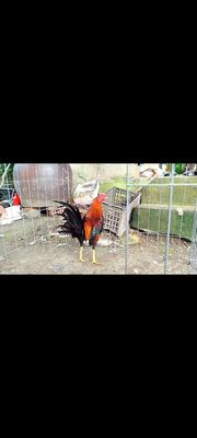 4 bé asill mỹ mau chơi. Mua bán Gà tại Huyện Chợ Mới An Giang được đăng bởi tre tt