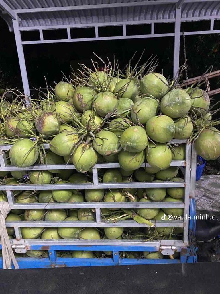 Dừa xiêm xanh Bến Tre 10 trái. Mua bán Đồ ăn, thực phẩm và các loại khác tại Quận Tân Phú Tp Hồ Chí Minh được đăng bởi Thu hiền hình 1