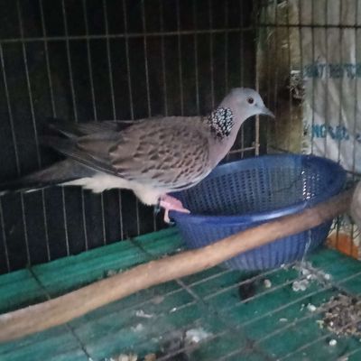E malai mái một năm tuổi dư tuổi sinh sản. Mua bán Chim tại Huyện Trảng Bom Đồng Nai được đăng bởi Đỗ Được