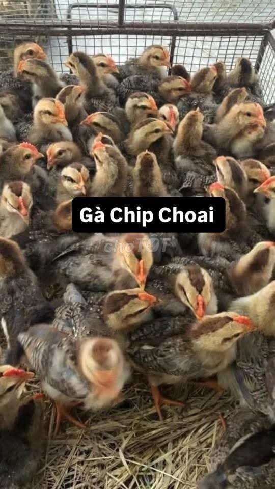 Gà Chip Choai trống 2-3 lạng. Mua bán Gà tại Quận Cẩm Lệ Đà Nẵng được đăng bởi hoàng gà  hình 1