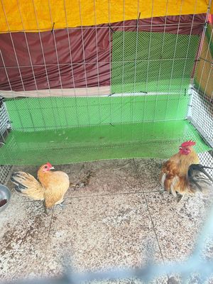 Cặp Serama trống mái đang đẻ(gà lực sỉ). Mua bán Gà tại Quận 12 Tp Hồ Chí Minh được đăng bởi Trương Hoàng