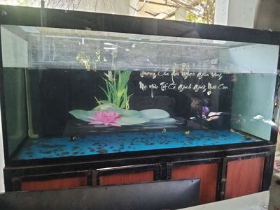 Gà ,Hồ vip dành nuôi cá rồng , Gl cặp gà vip. Mua bán Gà tại Thành phố Thủ Dầu Một Bình Dương được đăng bởi Nam cuban 
