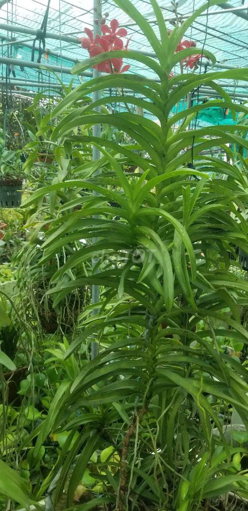 Chậu lan Lan Van Đa Đỏ 1.5m. Mua bán Cây cảnh, đồ trang trí tại Thành phố Nam Định Nam Định được đăng bởi anh chien hình 1