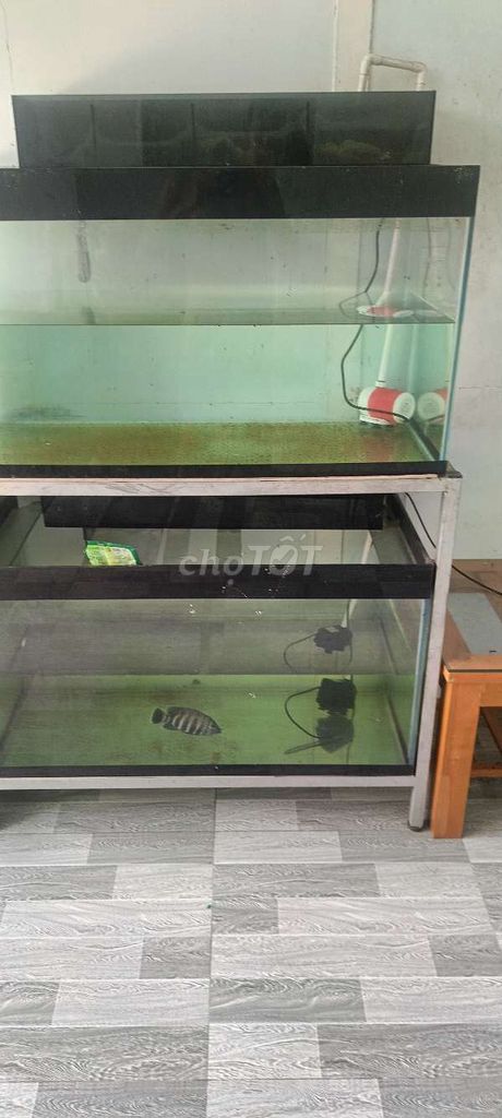 Bể cá cảnh Kính 50x56x100cm. Mua bán Phụ kiện, Thức ăn, Dịch vụ tại Thị xã Bến Cát Bình Dương được đăng bởi Hoa hình 1