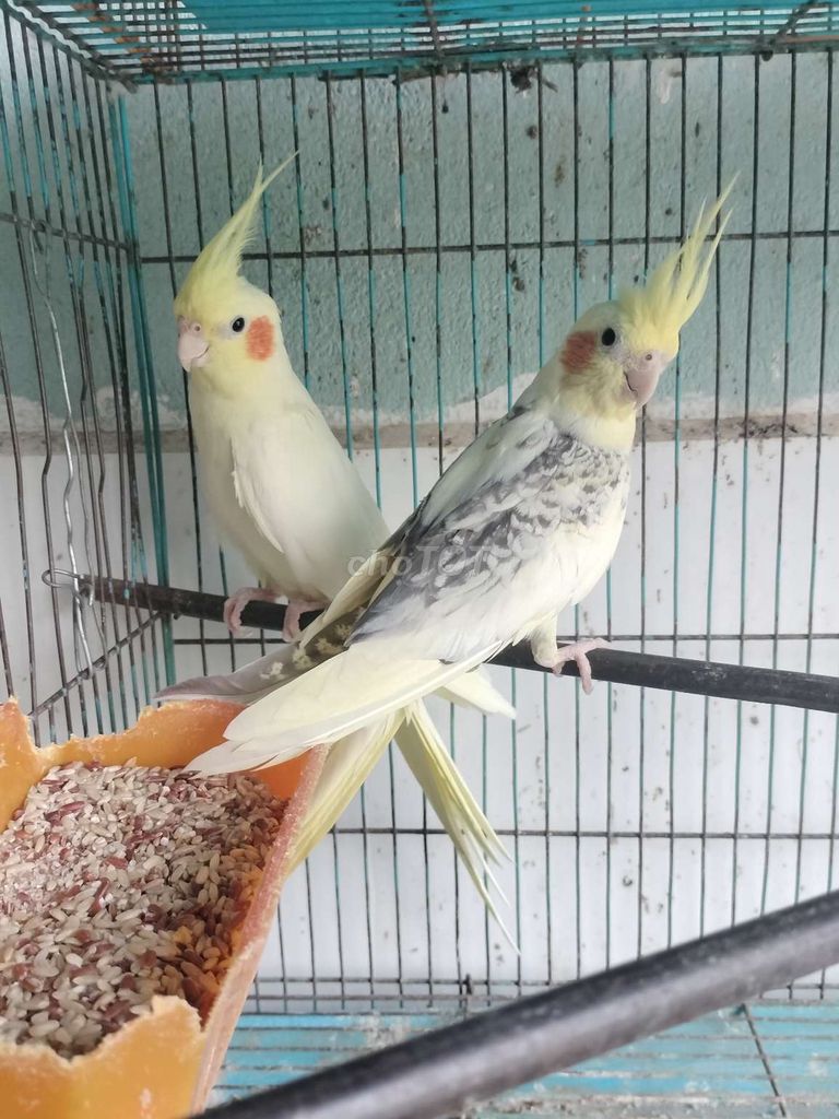 Cặp vet cockatiel lutino ghép sinh sản