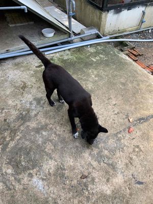 chó H-mông trưởng thành 7th tuổi đen- trắng