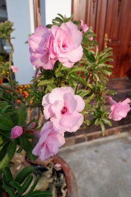 Cây hoa sứ Thái hồng đang hoa