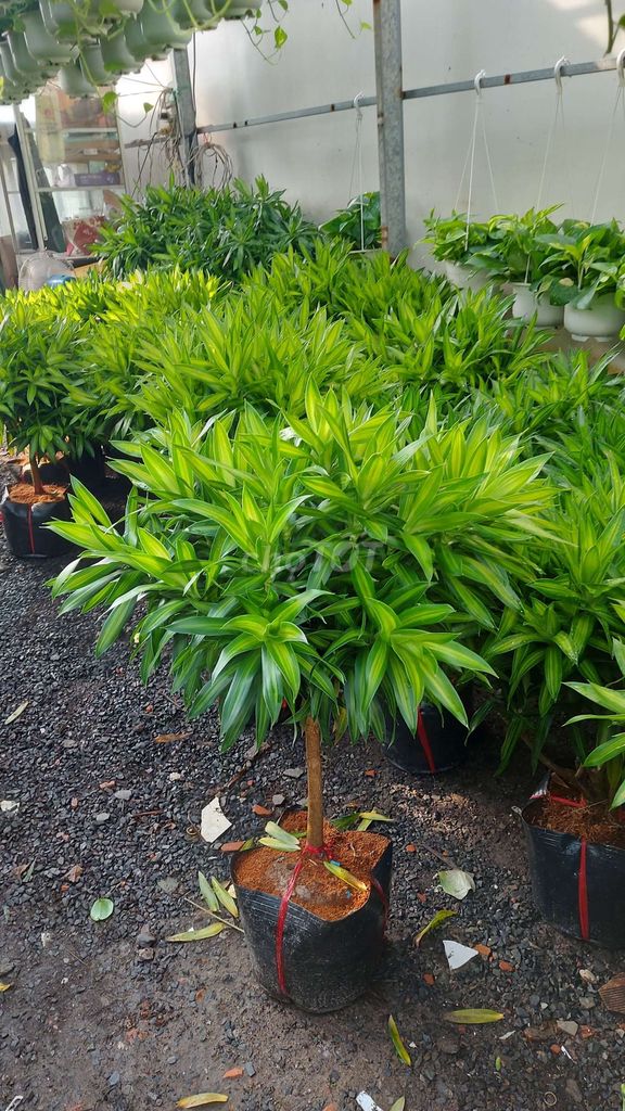 Cây 💚trúc bách hợp 💚. Mua bán Cây cảnh, đồ trang trí tại Quận Gò Vấp Tp Hồ Chí Minh được đăng bởi Tô Kem  hình 1
