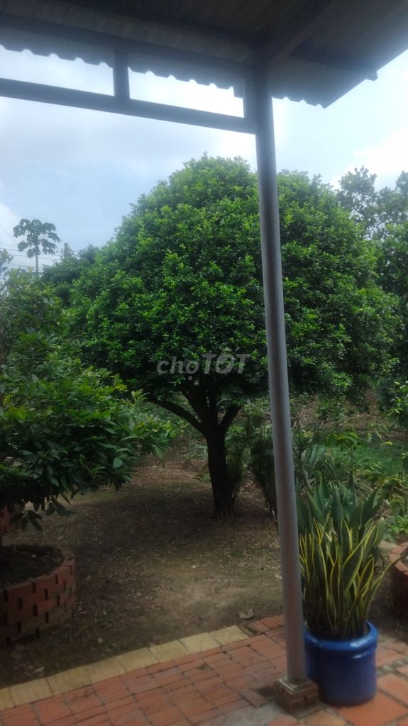 Cây Nguyệt quế lá xoắn hoành 60-70cm cao 4-5m. Mua bán Cây cảnh, đồ trang trí tại Huyện Chợ Mới An Giang được đăng bởi Khải Lê quang hình 1