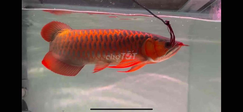Cá rồng Huyết long 45cm Đỏ. Mua bán Thú cưng khác tại Huyện Củ Chi Tp Hồ Chí Minh được đăng bởi Arowana  hình 1