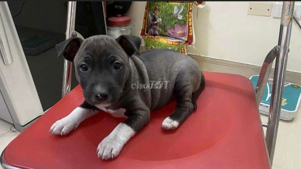 Cần bán chó con lai mini bull terrier