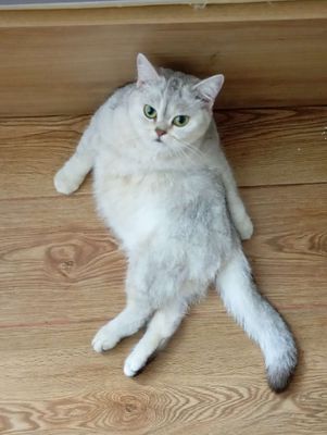 Mèo ALN xám, 3 tuổi , cái đã triệt sản
