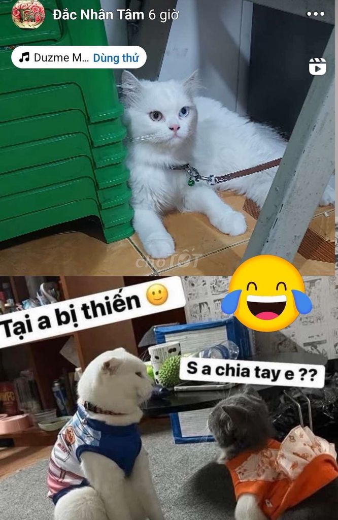 Mình bán pé mèo Anh long trắng . mắt 2 màu.