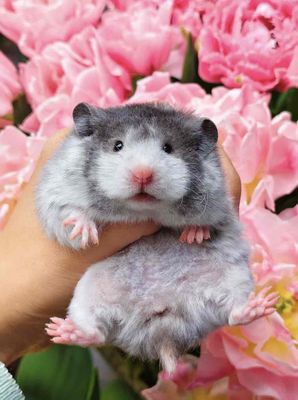 Hamster tạng to F0 lông sát xoăn