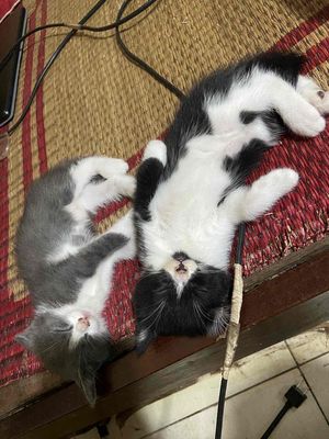 Gả mèo aln nhà trồng. Mua bán Mèo tại Quận Hoàng Mai Hà Nội được đăng bởi Manh