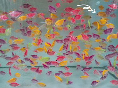 🐟 cá cánh buồm màu sắc 🌈. Mua bán Thú cưng khác tại Quận Bình Thạnh Tp Hồ Chí Minh được đăng bởi Chuyên bán các loại cá cảnh