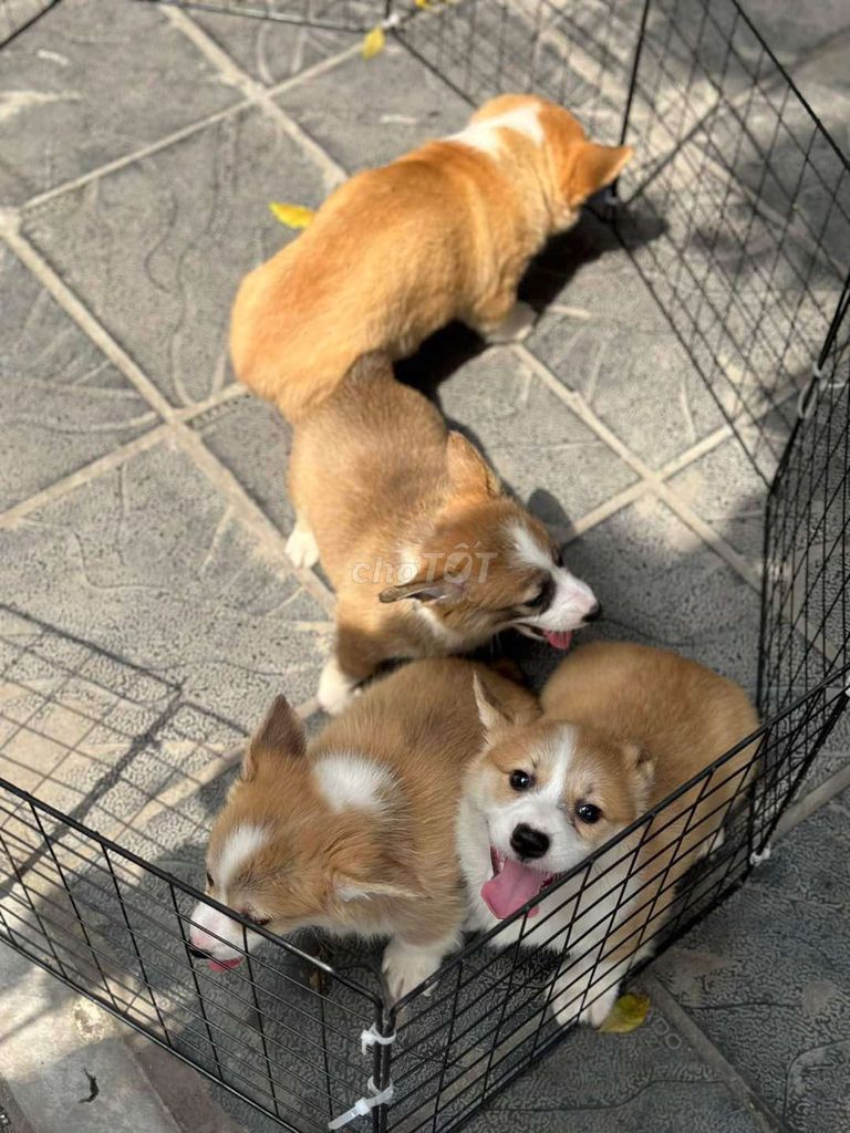 Chó Corgi - chó corgi lông ngắn đủ màu