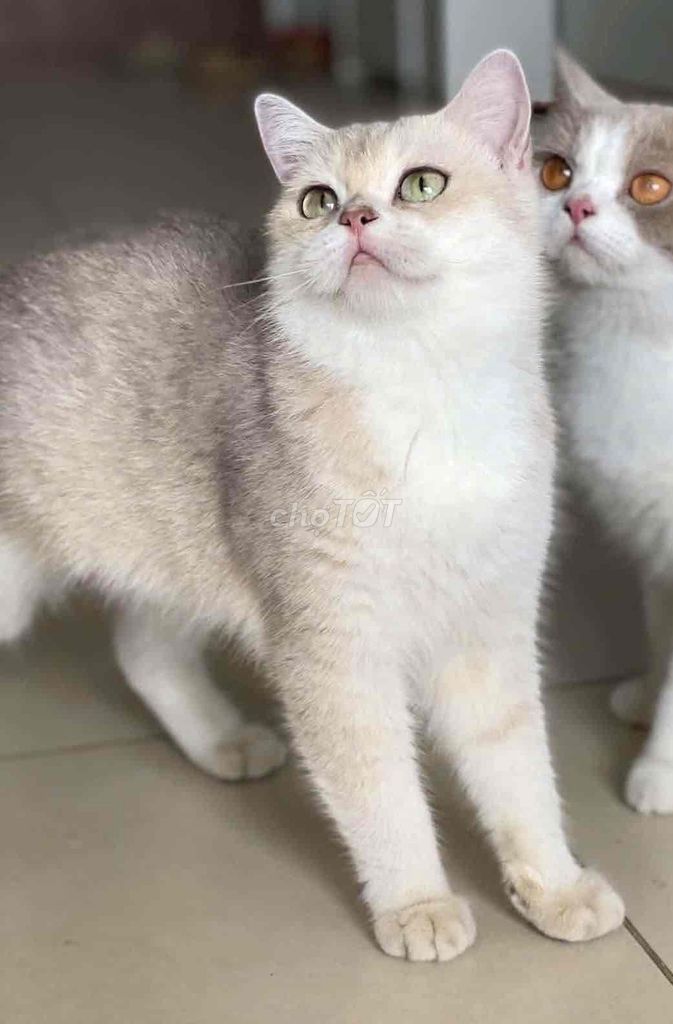 Mèo Golden Cái. Mua bán Mèo tại Quận 8 Tp Hồ Chí Minh được đăng bởi Hứa Hiển hình 1