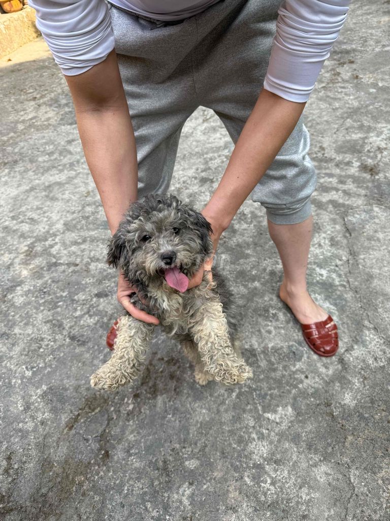 5 poodle và 1 nhật lai bk