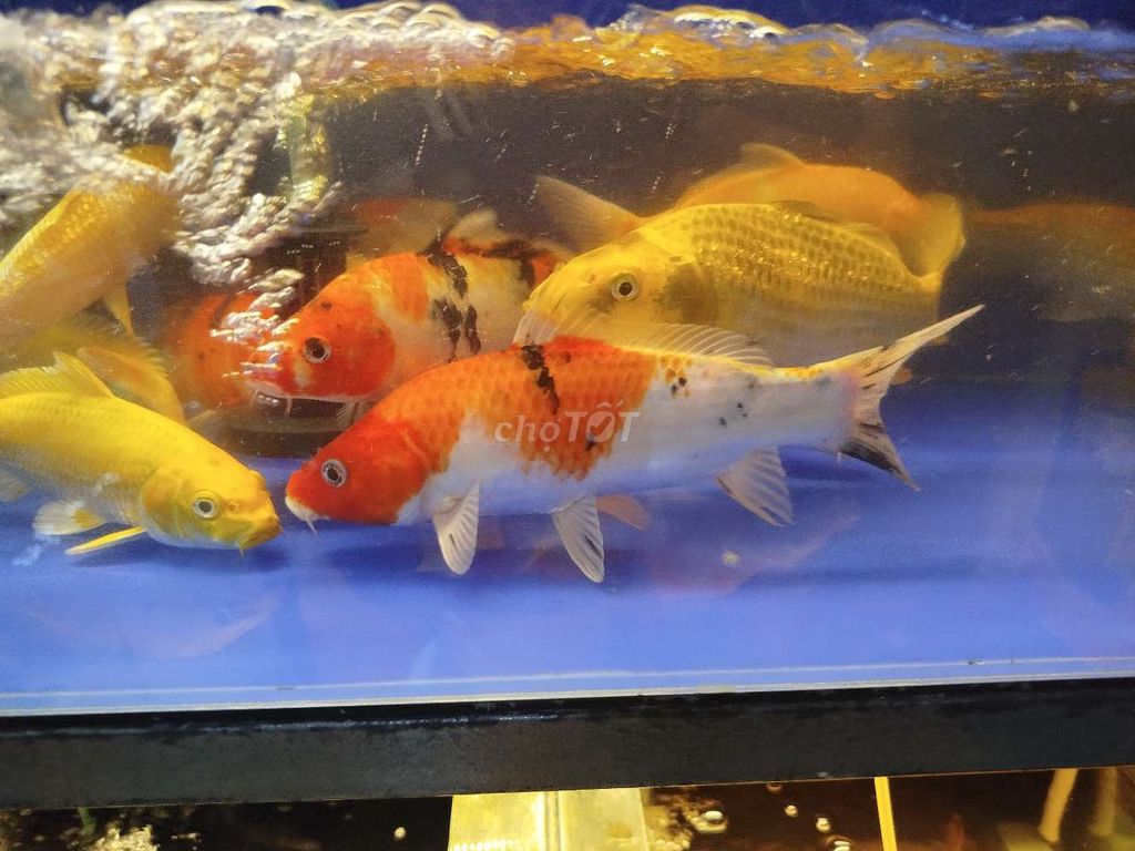 Koi màu nét 3_5 con 1kg