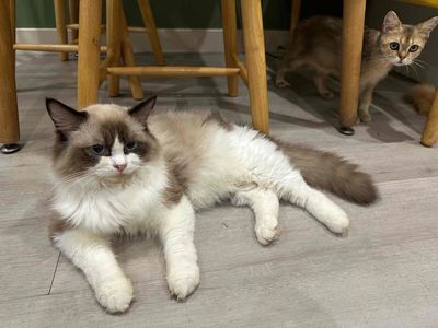 Mèo Ragdoll thuần đực