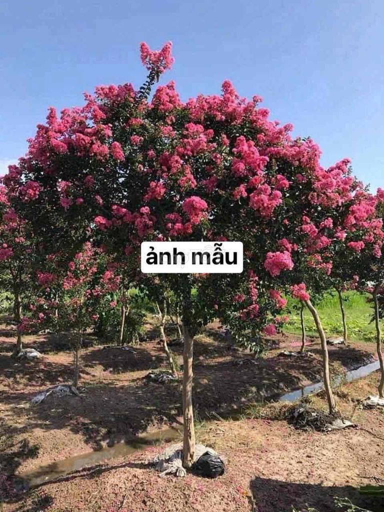 Cây cảnh Tường vi Hồng Vanh 21 Đang nụ. Mua bán Cây cảnh, đồ trang trí tại Huyện Sông Lô Vĩnh Phúc được đăng bởi Nhà vườn Ngọc Trang hình 1