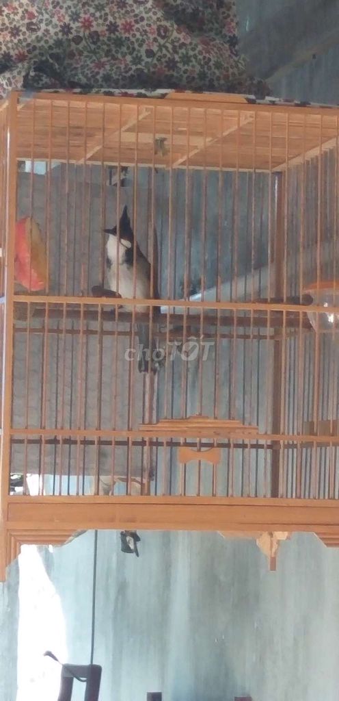 mào bẩy đấu gl gà lông. Mua bán Chim tại Huyện Nhơn Trạch Đồng Nai được đăng bởi kaka hình 1