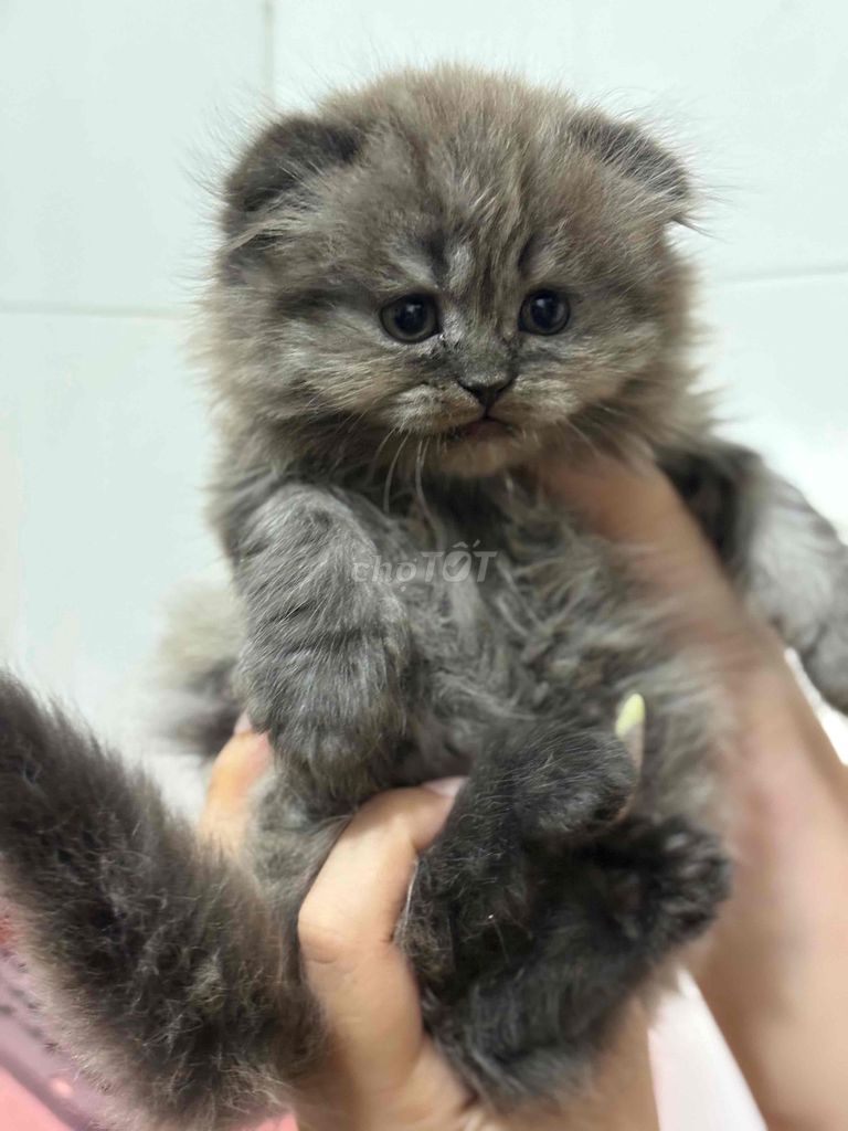 Mèo Anh Lông Dài. Mua bán Mèo tại Quận 12 Tp Hồ Chí Minh được đăng bởi Thanh Hương  hình 2