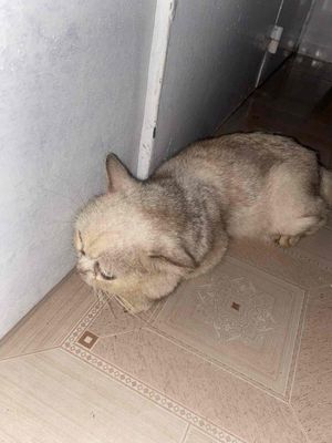 mèo anh lông ngắn. Mua bán Mèo tại Quận Bình Tân Tp Hồ Chí Minh được đăng bởi chú ba