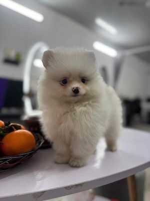 Chó Phốc Sóc nhỏ 3 tháng đã tiêm