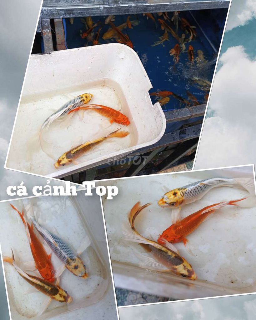 Cá Koi 10-12cm Đa dạng. Mua bán Thú cưng khác tại Quận Liên Chiểu Đà Nẵng được đăng bởi Trương Ngân Hà hình 1