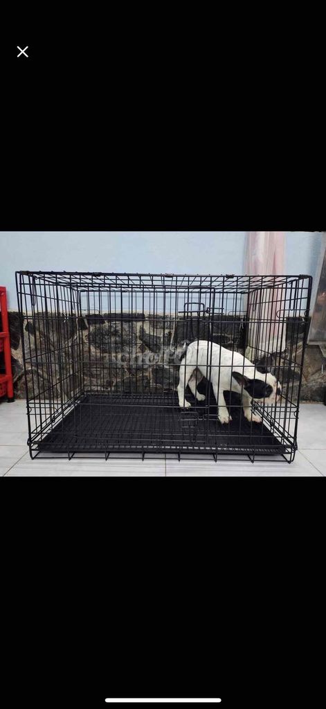 Lồng vận chuyển chó mèo Size L hàng mới. Mua bán Phụ kiện, Thức ăn, Dịch vụ tại Thành phố Thuận An Bình Dương được đăng bởi Trang Baby hình 1
