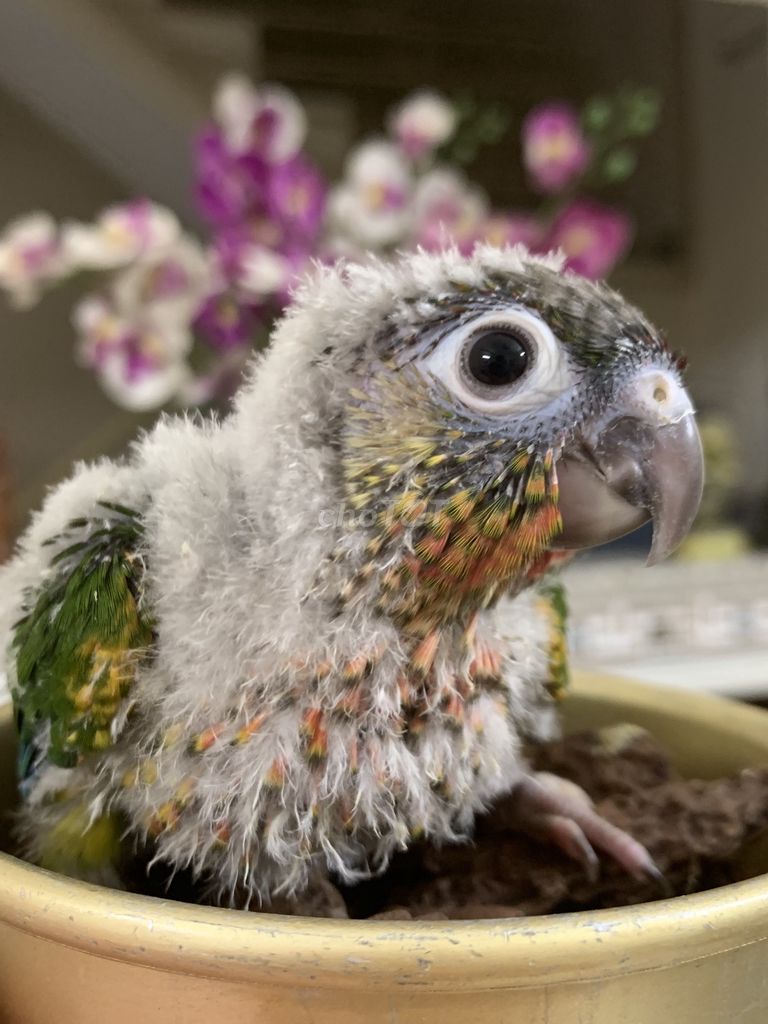 Greencheck Yellowside - Blue. Mua bán Chim tại Quận Phú Nhuận Tp Hồ Chí Minh được đăng bởi Huynh Anh hình 1