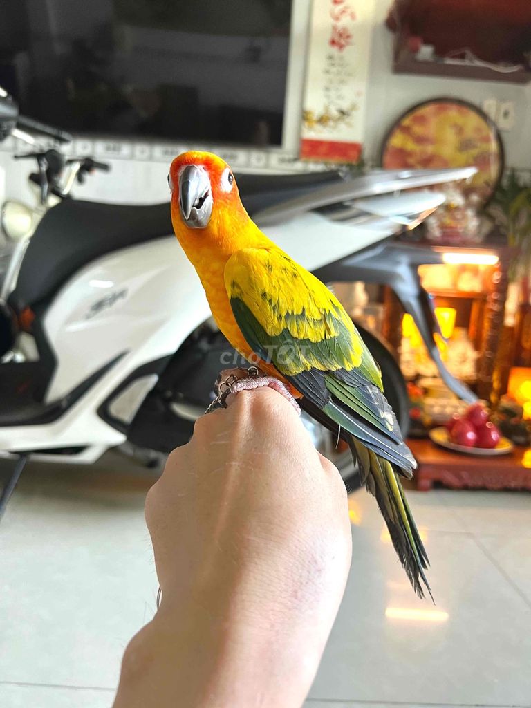 Vẹt Sun Conure Vàng. Mua bán Chim tại Huyện Hóc Môn Tp Hồ Chí Minh được đăng bởi Dương Nguyễn hình 1