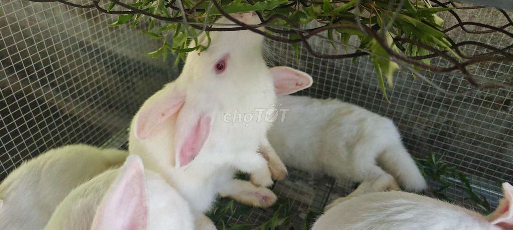 Thỏ giống Trắng 1-2 tháng tuổi. Mua bán Thú cưng khác tại Thị xã Phú Mỹ Bà Rịa - Vũng Tàu được đăng bởi Huan Nguyen hình 1