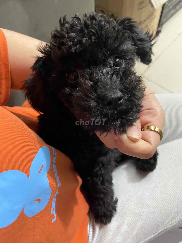 chó poodle 1 đực  size nhỏ không quá 3kg