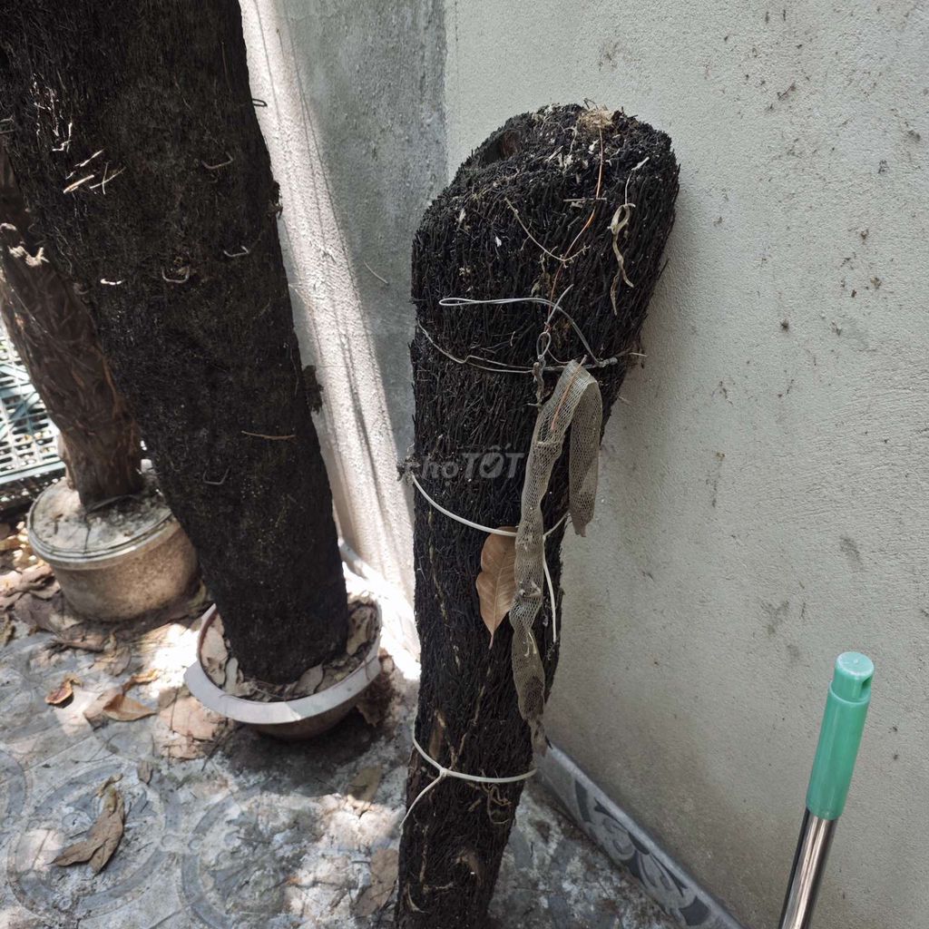 Giá thể trồng lan gỗ màu đen. Mua bán Cây cảnh, đồ trang trí tại Thị xã Tân Uyên Bình Dương được đăng bởi loc hình 1