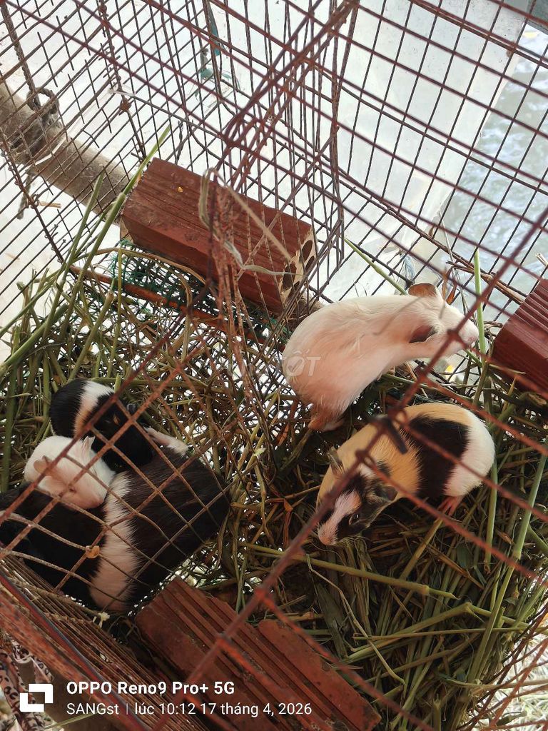 chuột bọ đực con nhiều màu. Mua bán Thú cưng khác tại Huyện Châu Phú An Giang được đăng bởi st hình 1