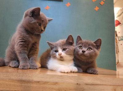 Giống mèo Anh lông ngắn British Grey Blue Cat