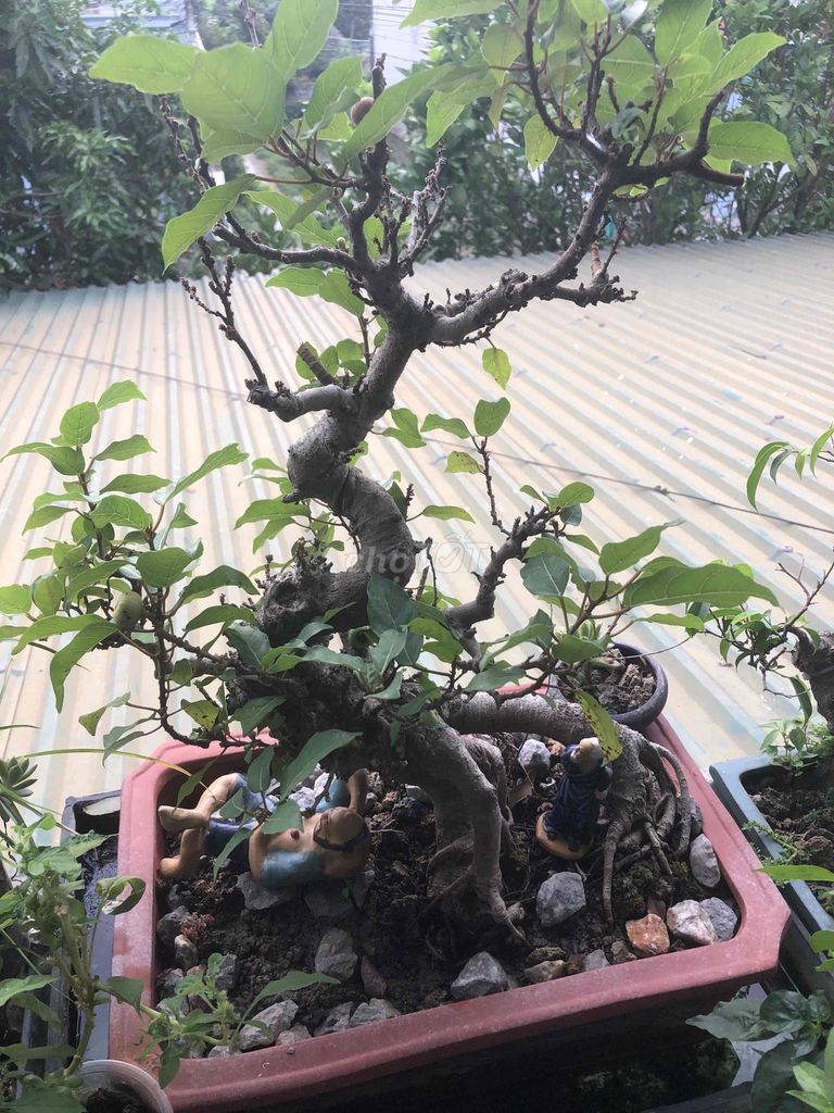 Cây sung trang trí, quà tặng đang ra quả. Mua bán Cây cảnh, đồ trang trí tại Huyện Nông Cống Thanh Hóa được đăng bởi Lich dovan hình 1