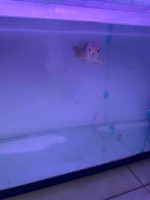 bán cá hồng long like huyết size 22. Mua bán Thú cưng khác tại Quận 8 Tp Hồ Chí Minh được đăng bởi Đặng Hoàng Dũng