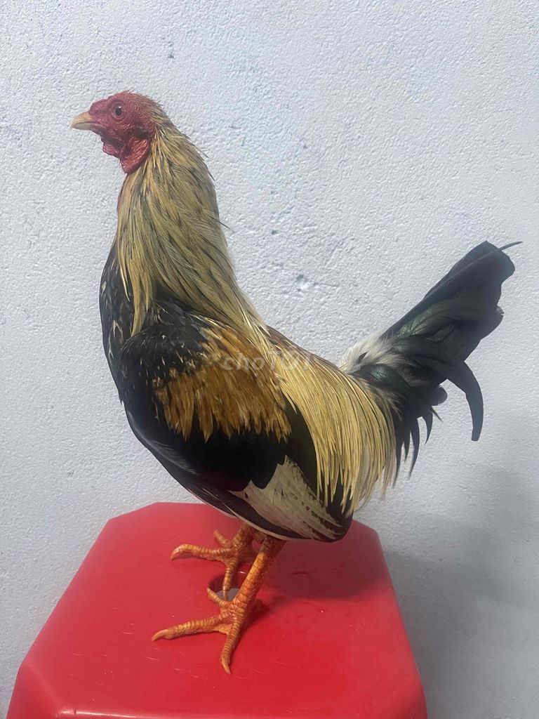 siu mỹ 1kg2zin ae về choi liền. Mua bán Gà tại Quận 11 Tp Hồ Chí Minh được đăng bởi chuyen gà tre  hình 1