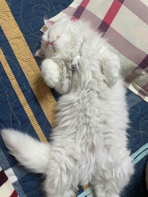 mèo anh lông dài. Mua bán Mèo tại Quận Bắc Từ Liêm Hà Nội được đăng bởi Phạm Vi