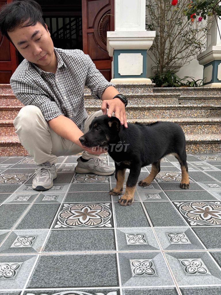 Chó Becgie lai Phú Quốc Size đại. Mua bán Chó tại Huyện Mê Linh Hà Nội được đăng bởi Hùng Lê Văn hình 1