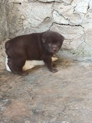 Chó Mông cộc Nâu đỏ Đuôi cộc